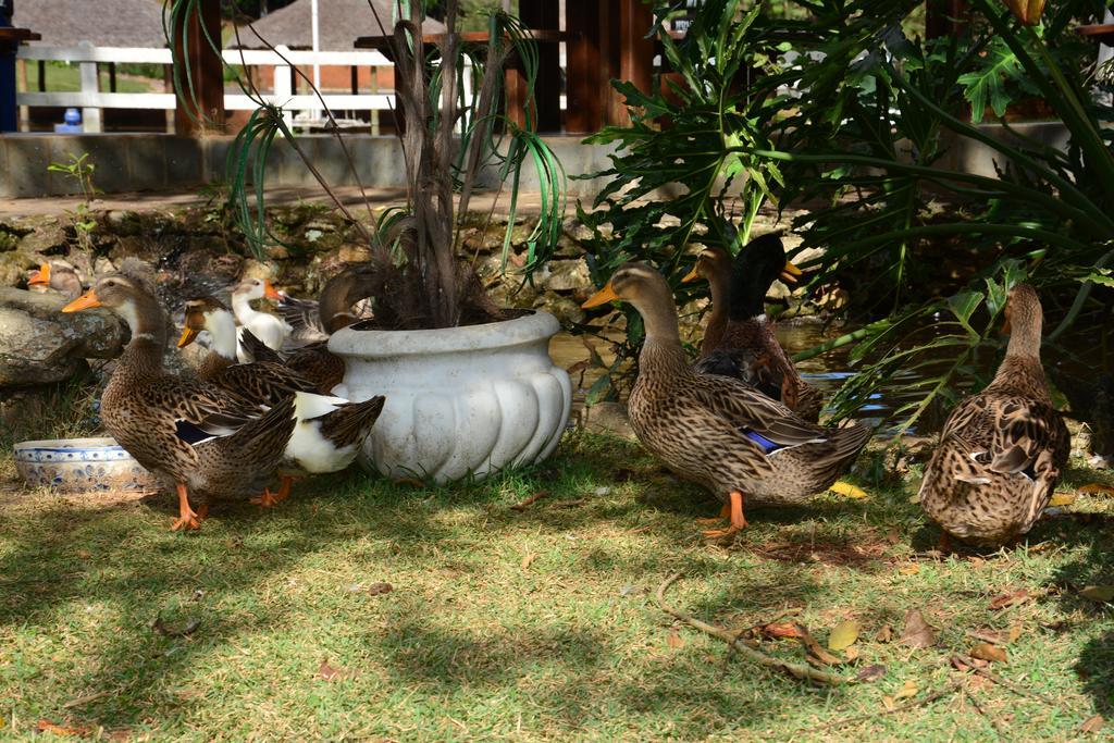 Hotel Fazenda Floresta Do Lago Socorro  Buitenkant foto